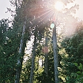 Forest Sunray